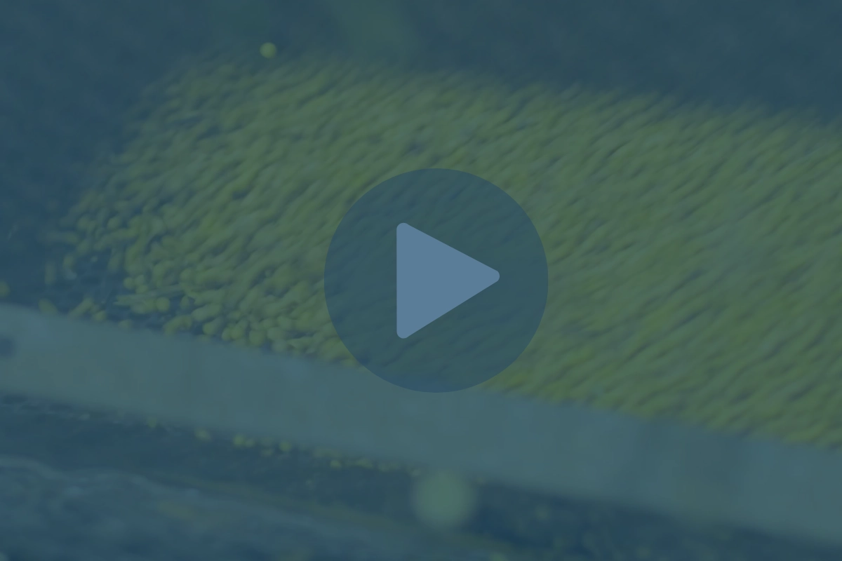 How Do Process Conditions Affect Ingredient Performance?