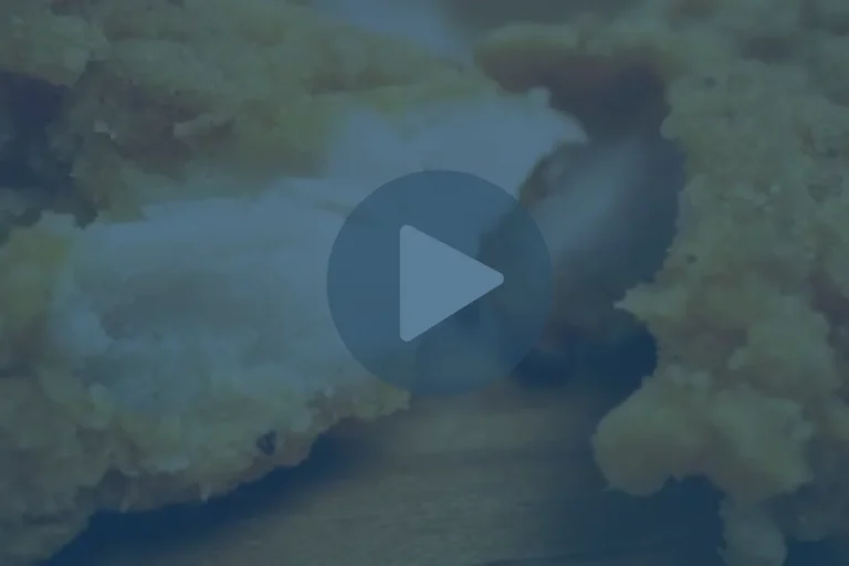 Can You Improve Breading Adhesion on a Fully Cooked Chicken Tender? WE’VE DONE THAT!