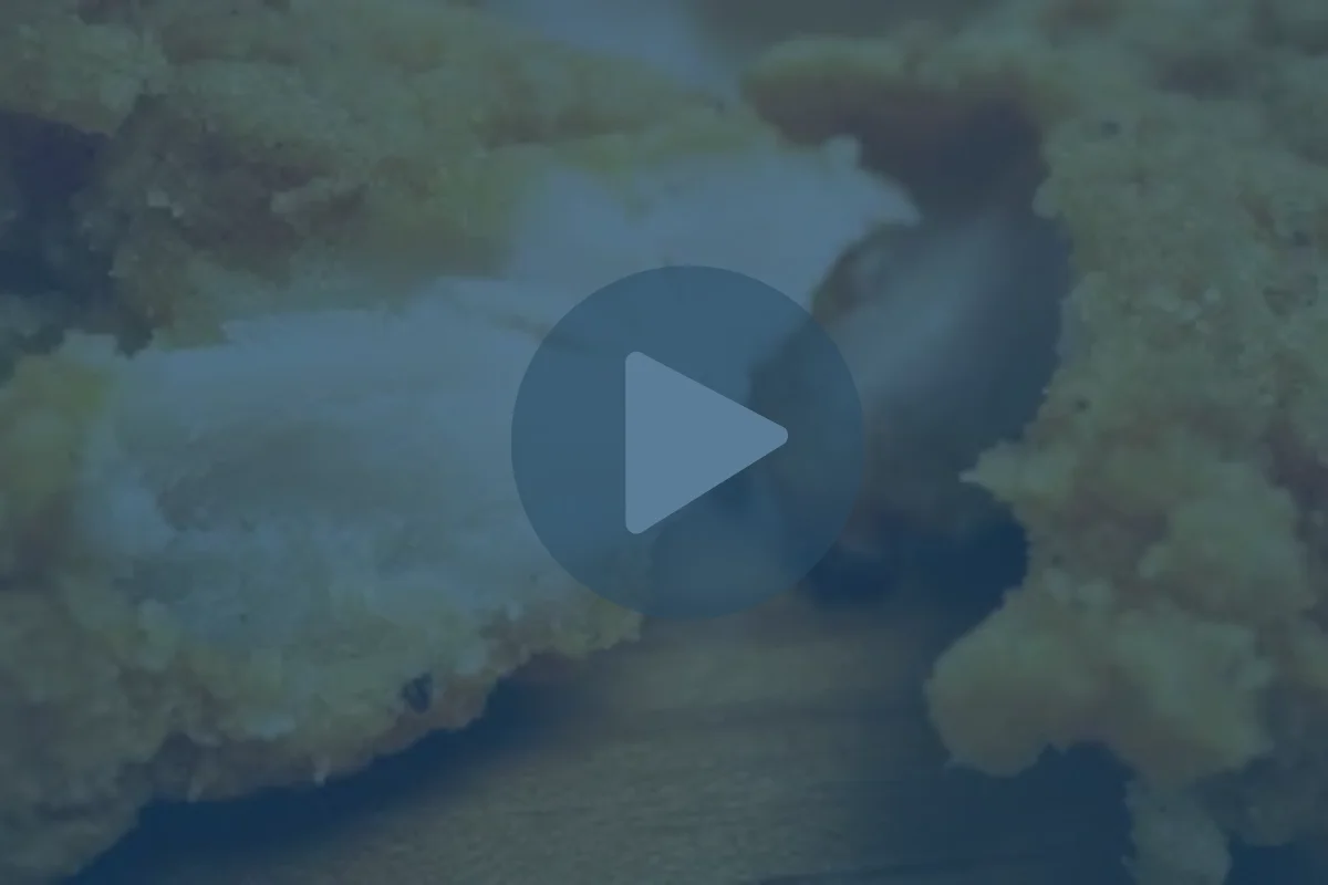 Can You Improve Breading Adhesion on a Fully Cooked Chicken Tender?